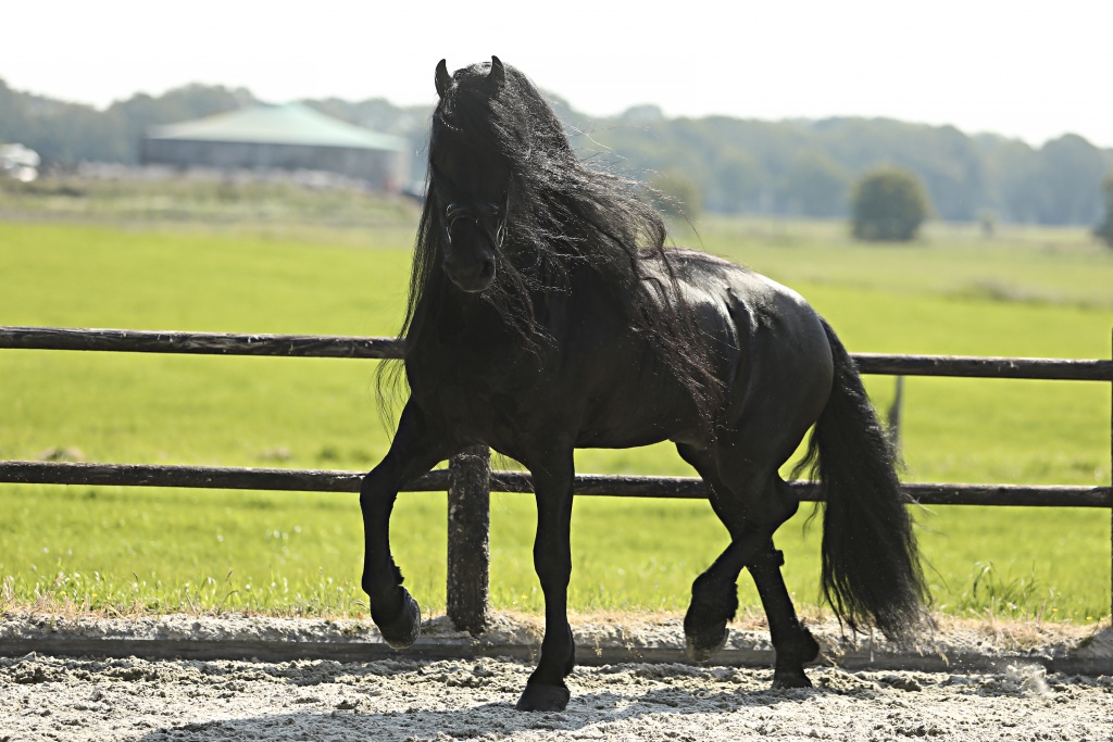 RAVEN BSF - Friesian Horse for Sale