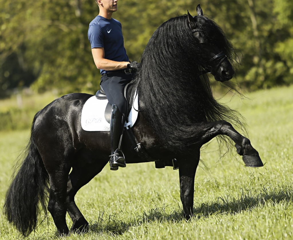 RAVEN BSF - Friesian Horse for Sale