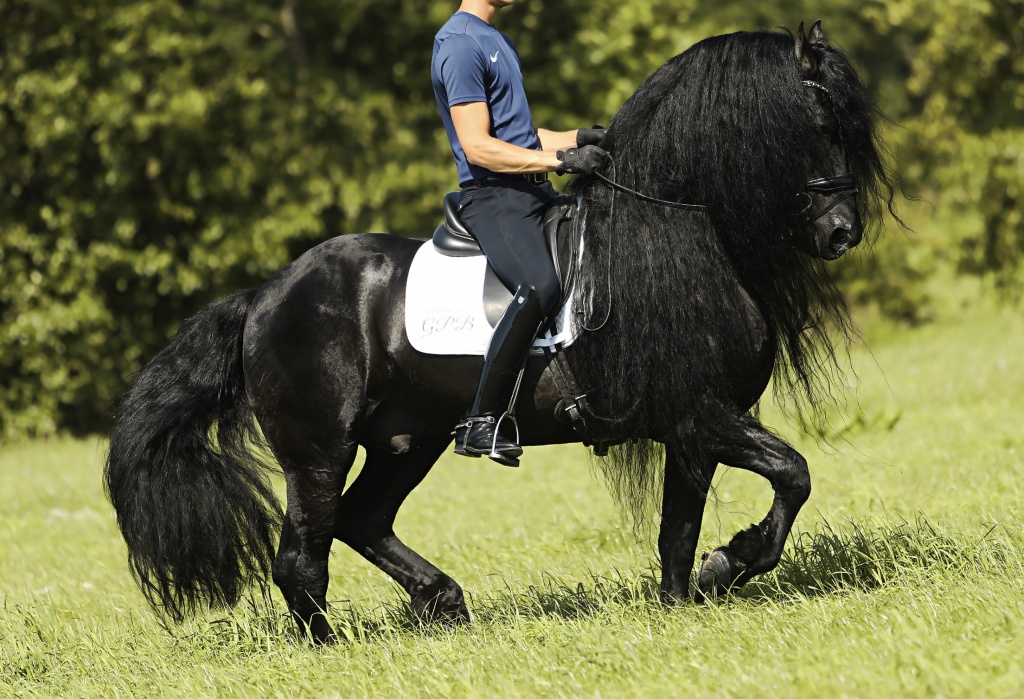 RAVEN BSF - Friesian Horse for Sale