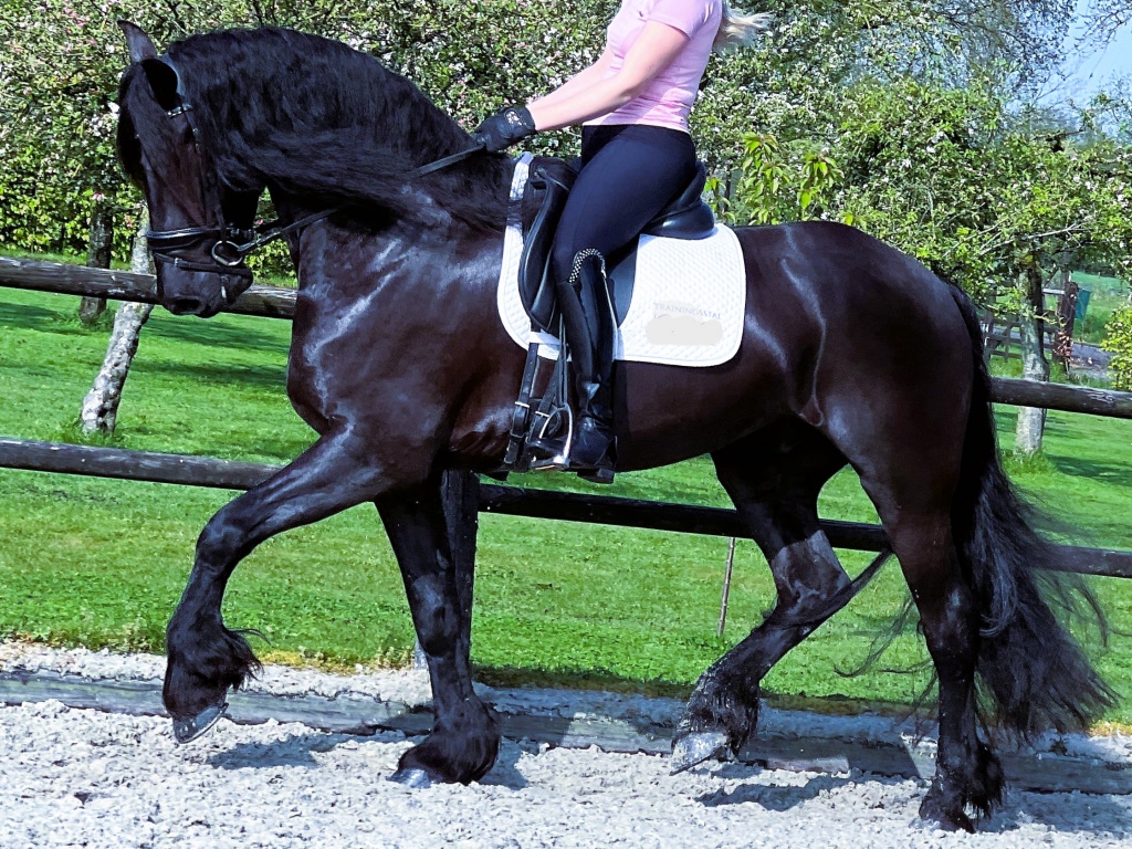 HUNTER - Friesian Horse for Sale