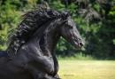 Friesian Mare In Foal To