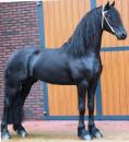 Friesian Mare In Foal To