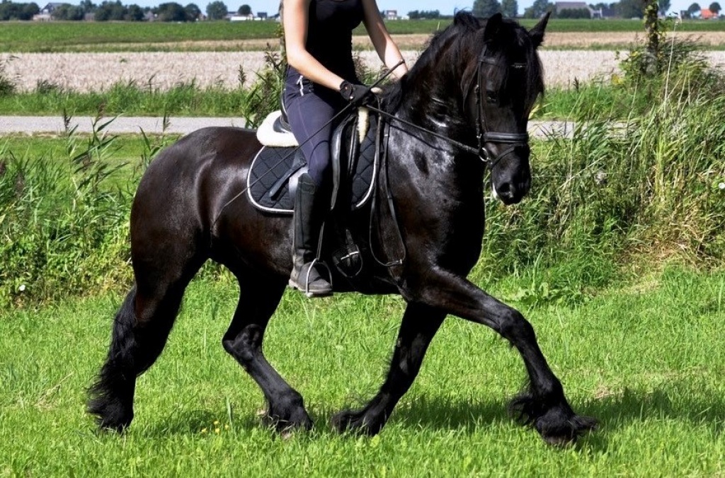 Friesian Horse for Sale Black Sterling Friesians