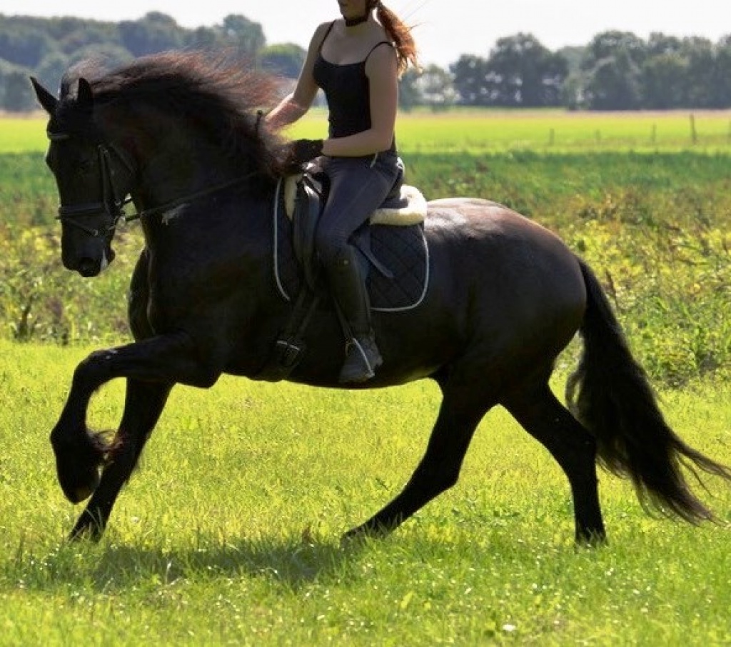 Friesian Horse for Sale - - Black Sterling Friesians