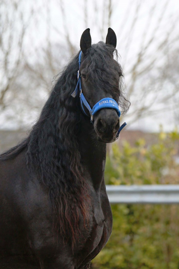 Friesian Horses for Sale from Black Sterling Friesians, INC