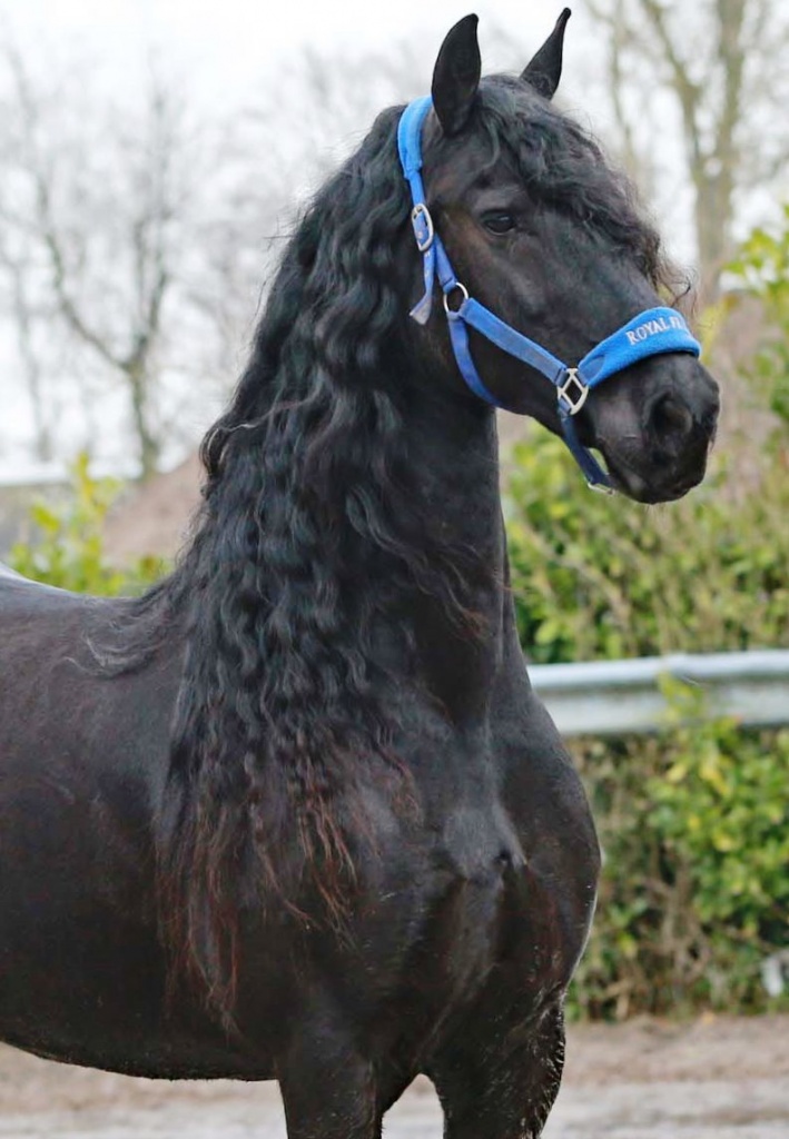 Friesian Horses for Sale from Black Sterling Friesians, INC