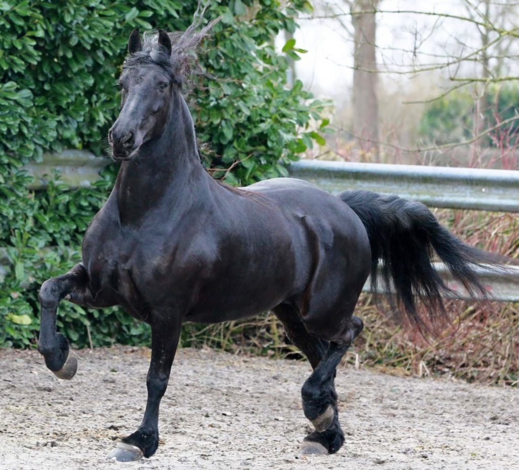 Friesian Horses for Sale from Black Sterling Friesians, INC