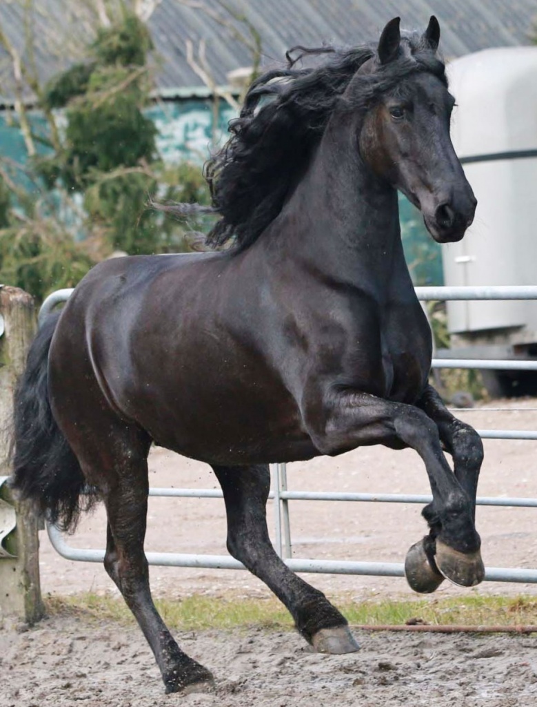 Friesian Horses for Sale from Black Sterling Friesians, INC